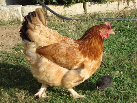 french wheaten marans chicks|french wheaten marans hen.